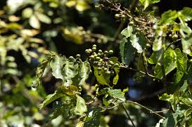 Image result for Tiliacora funifera