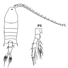 Image result for Centropodia