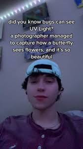 the photographer’s name is Craig Burrows :) make sure to like and follow me  for more! #photography #butterfly #ultraviolet #flowers #viral