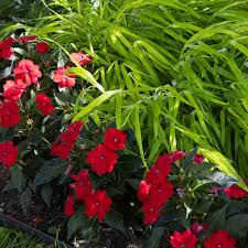 Image result for Impatiens shirensis