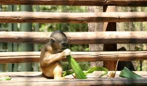 قرد Vcg Getty Images Animals Zoo Wild