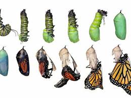  Serangga Hutan Seranggahutan Profil Pinterest