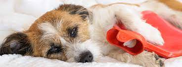 What Colour Is Your Dog S Vomit What Does It Mean My Family Vets