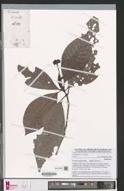 Image result for Psychotria peduncularis