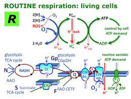 Contribution de l'organisation internationalede la francophonie à la construction de l'état de droit. Routine Respiration Bioblast