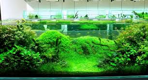 Sebelumnya, untuk memilih tanaman air itu tidak boleh sembarangan. Co2 Untuk Tanaman Aquascape Jual Ikan Surabaya