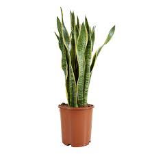 Image result for Uvaria laurentii