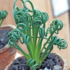 Maybe you would like to learn more about one of these? Frizzle Sizzle Albuca Direct Gardening