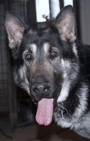 Black And Silver German Shepherd Puppies Huge Black And Silver German Shepherds For Sale Silver German Shepherd German Shepherd German Shepherd For Sale