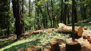 The best #mulch is one that comes with no forest waste, no addition of colors, and always naturally organic. Page 4 Royalty Free Firewood Photos Free Download Pxfuel