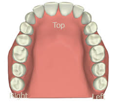 Dental Meridian Tooth Chart Farmington Hills Meridian