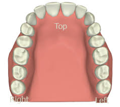 interactive tooth meridian chart tara kaur dds 952 956 6700