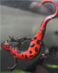Pin On Wikipetz Surungenler Reptiles