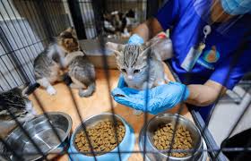 The table below shows you the cost of shipping your pet from the uk to popular locations around the world. Uae Animal Owners Urged To Plan Ahead To Avoid Shock Of Pet Relocation Costs