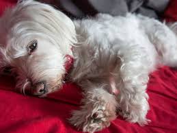 Should you call your vet? What To Do If Your Dog Has Diarrhea