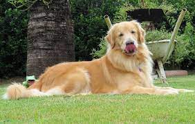 Share the best gifs now >>> Cachorros Podem Ser Treinados Para Farejar Pacientes Com Coronavirus