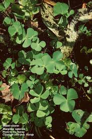 Image result for Marsilea vera