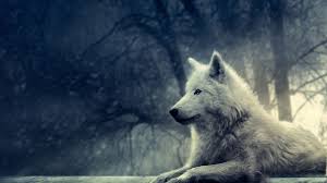 Papel De Parede De Animais Lobo Branco In amatista studio channel you can find live wallpapers tops and tutorials for wallpaper engine. free wallpapers for iphone pc and laptop