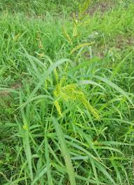 Image result for Echinochloa brevipedicellata