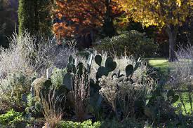 Image result for Sporobolus festivus