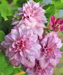 Check spelling or type a new query. Clematis Innocent Glance Pbr Tellura Luzhajka