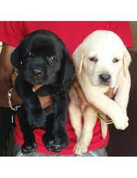 And if you do adopt a lab from an animal shelter or through a rescue group, you may think that the dog will be cheap — even free. Labrador Retriever Puppies For Sale Gender Female