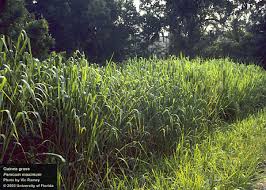 Image result for Panicum maximum