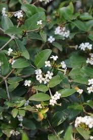 Image result for Carissa tetramera