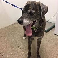 Send email animal protection organizations,animal shelters adoptions. Pet Card Humane Society Pets Old Dogs