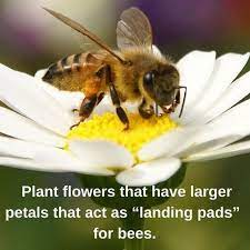 Planting herbs that attract bees will not only attract more bees into your gardens and yard, but they are good for you as well. To Bring In More Bees To Your Garden Plant Flowers With Larger Petals That Act As Landing Pads For Bees Garden Pollinatorgarden Pollinators Save