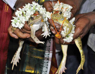 Karnataka: Wedding of frogs for rains and respite from scorching heat