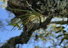 Image result for Ypsilopus erectus