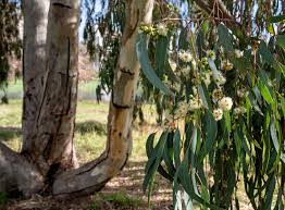 Image result for Eucalyptus tereticornis