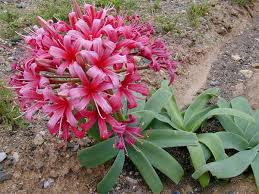 Image result for Ammocharis baumii