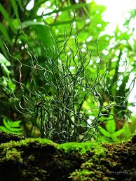 หวายทะนอย หรือ ไซโลตัม (psilotum sp.) ลักษณะของไซโลตัม คือ มีลำต้นใต้ดินเรียกว่า ไรโซม (rhizome) ไม่มีรากแต่มี ไรซอยด์ (rhizoid) ซึ่งประกอบด้วย. à¸™à¸²à¸™à¹†à¸¡à¸²à¸— à¸¡ à¹€à¸Ÿ à¸™à¸¡à¸²à¸à¸²à¸ Pantip