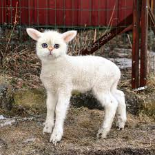 Lamb With A Cat S Face An Artist Superimposes Cat Faces Onto Other Animals Bodies And It S A Sight To Behold Popsugar Pets Photo 3