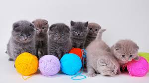 Chatons Mignons Avec Pelote De Laine Fonds D Ecran 1920x1080 Cute Kittens Chats Adorables Belles Photos De Chats