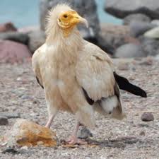 In europe and most of the middle east, populations in 2001 were. Pdf An Observation The Indian Subspecies Of Egyptian Vulture Neophron Percnopterus Ginginianus In Djibouti