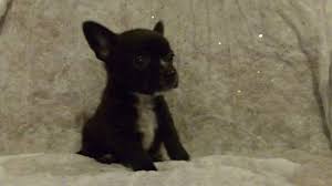 State located in the southern united states. Ckc Chorkie Puppies For Sale In Jackson Mississippi Classified Americanlisted Com