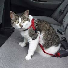 Most cat owners reserve car rides for trips to the vet, which means the car is probably not a positive place for your feline. How To Pack And Move Your Cat Safely To A New Residence 5 Steps Instructables