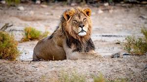 Make your holidays truly awesome with our quick navigation below. Alles Zum Thema Namibia Rtl De Rtl De