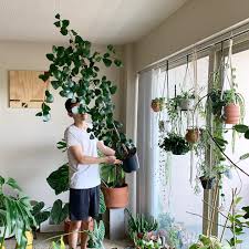 Image result for Ficus triangularis