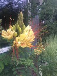 Image result for Erythrostemon