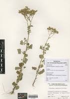 Image result for Emilia abyssinica