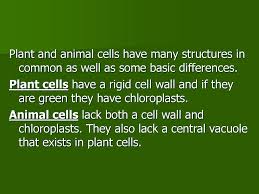 Among the advantages of plant cell technology are: Plant Vs Animal A Cellular Comparison Ppt Download