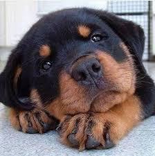 Rottweiler Puppy Rott Rottweiler Sevimli Kopek Yavrulari Ve Komik Kopekler