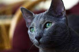 Katzenallergie Katzenrassen Fur Allergiker Markt De
