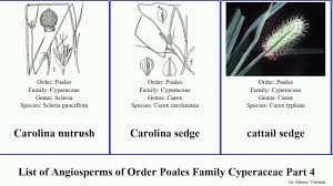 Image result for Costularia