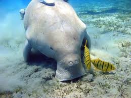 See more ideas about extinct animals, prehistoric animals, animals. 15 Ocean Animals Have Gone Extinct And Others Could Soon Disappear