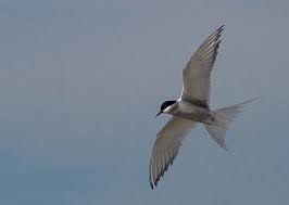 Birds That Look Like Penguins But Can Fly Over Its Lifetime Of About 25 Years An Arctic Tern Can Fly Nearly Three Times The Distance From The Earth To The Moon Arctic Tern Arctic Birds
